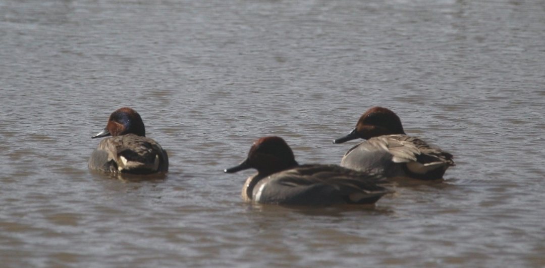 コガモ - ML645968003