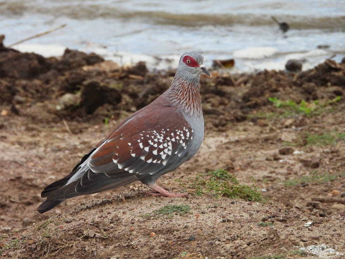 holub skvrnitý - ML645968019