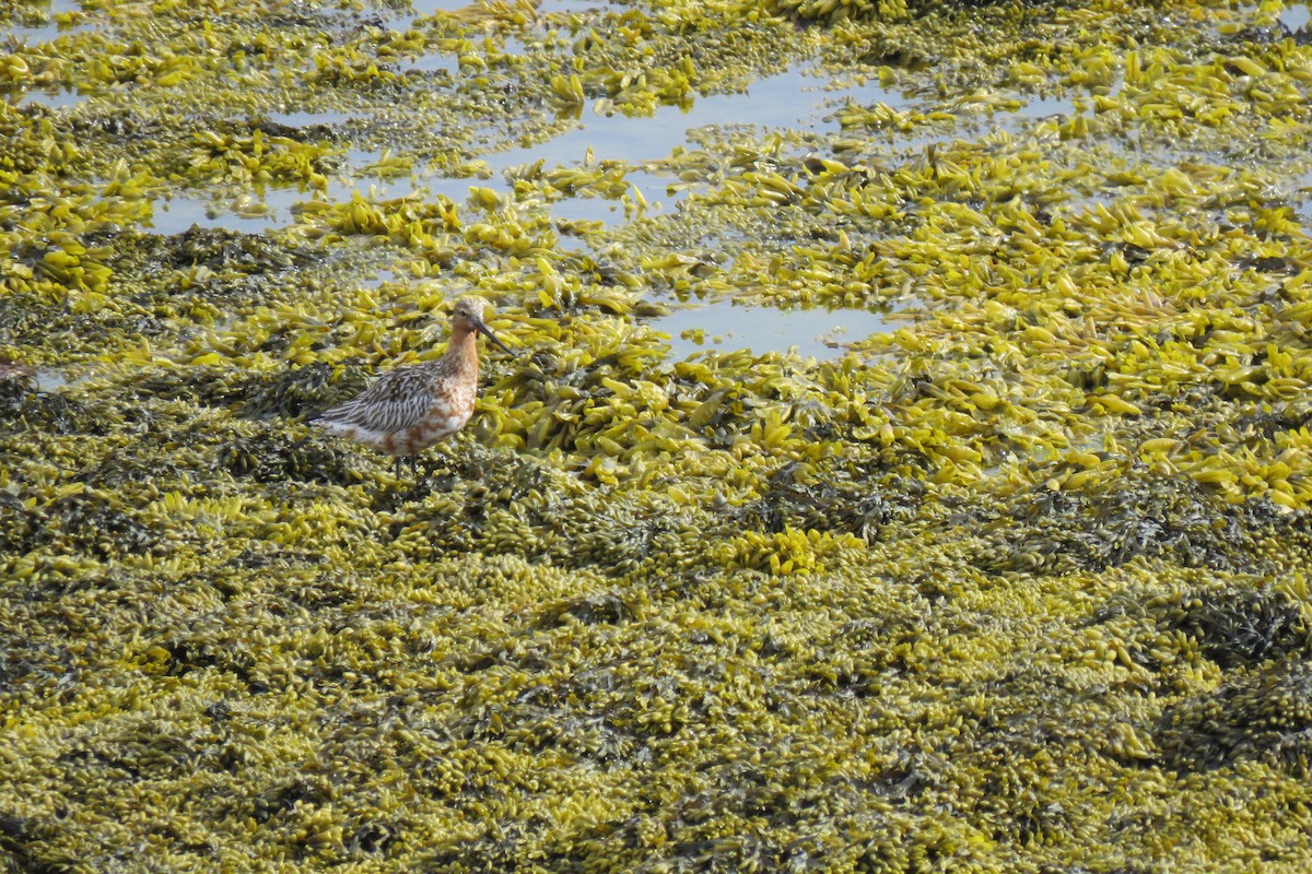 břehouš rudý - ML645968021