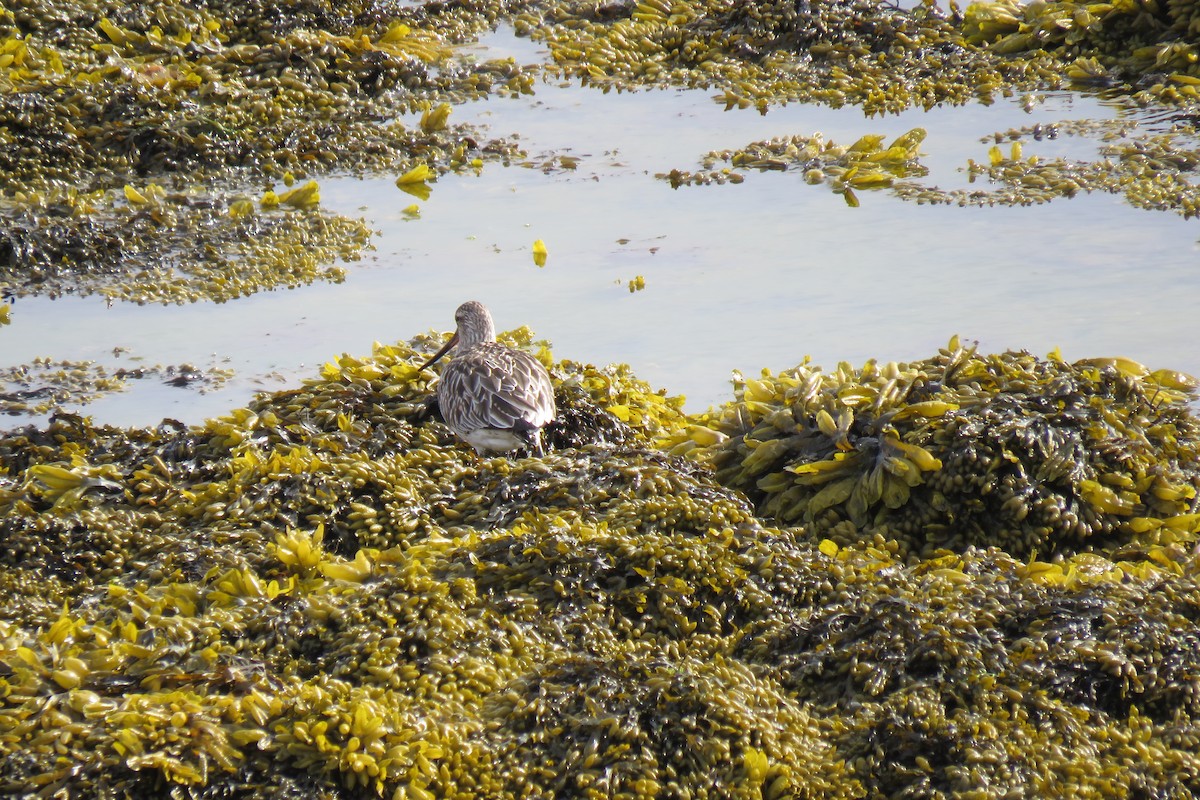 břehouš rudý - ML645968022