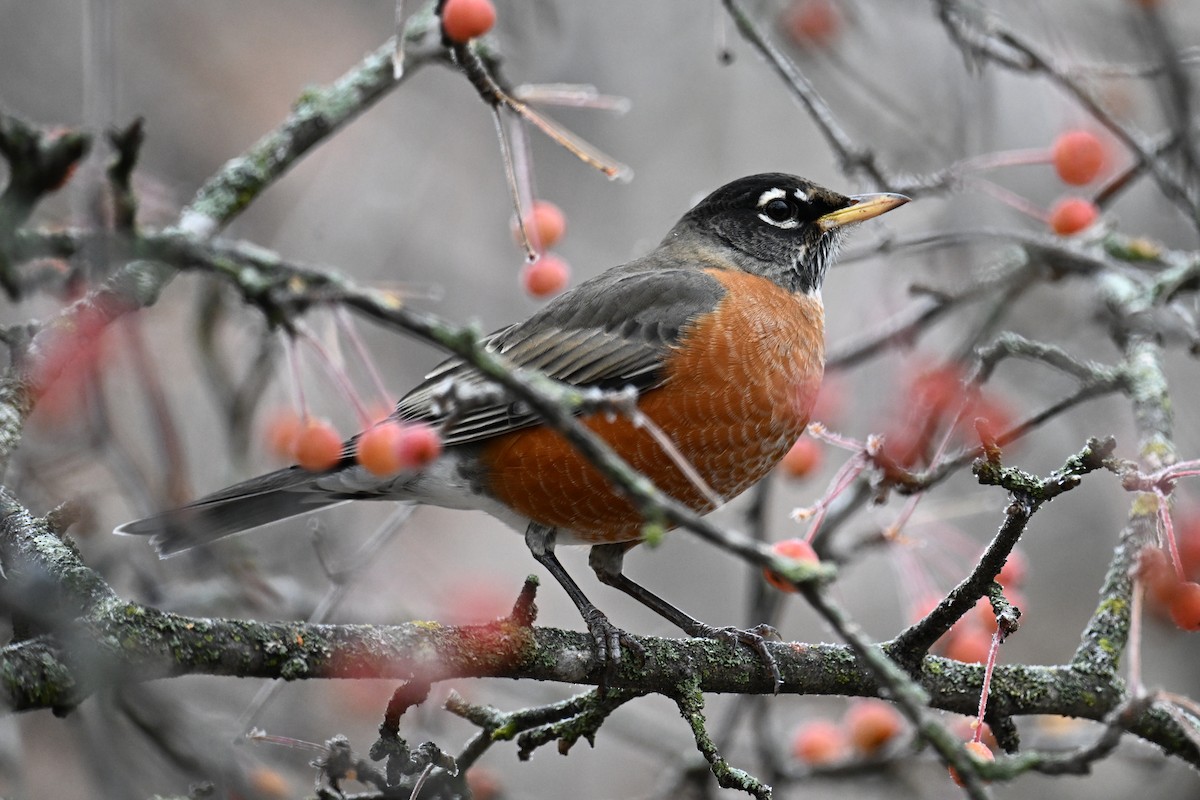 drozd stěhovavý - ML645968026