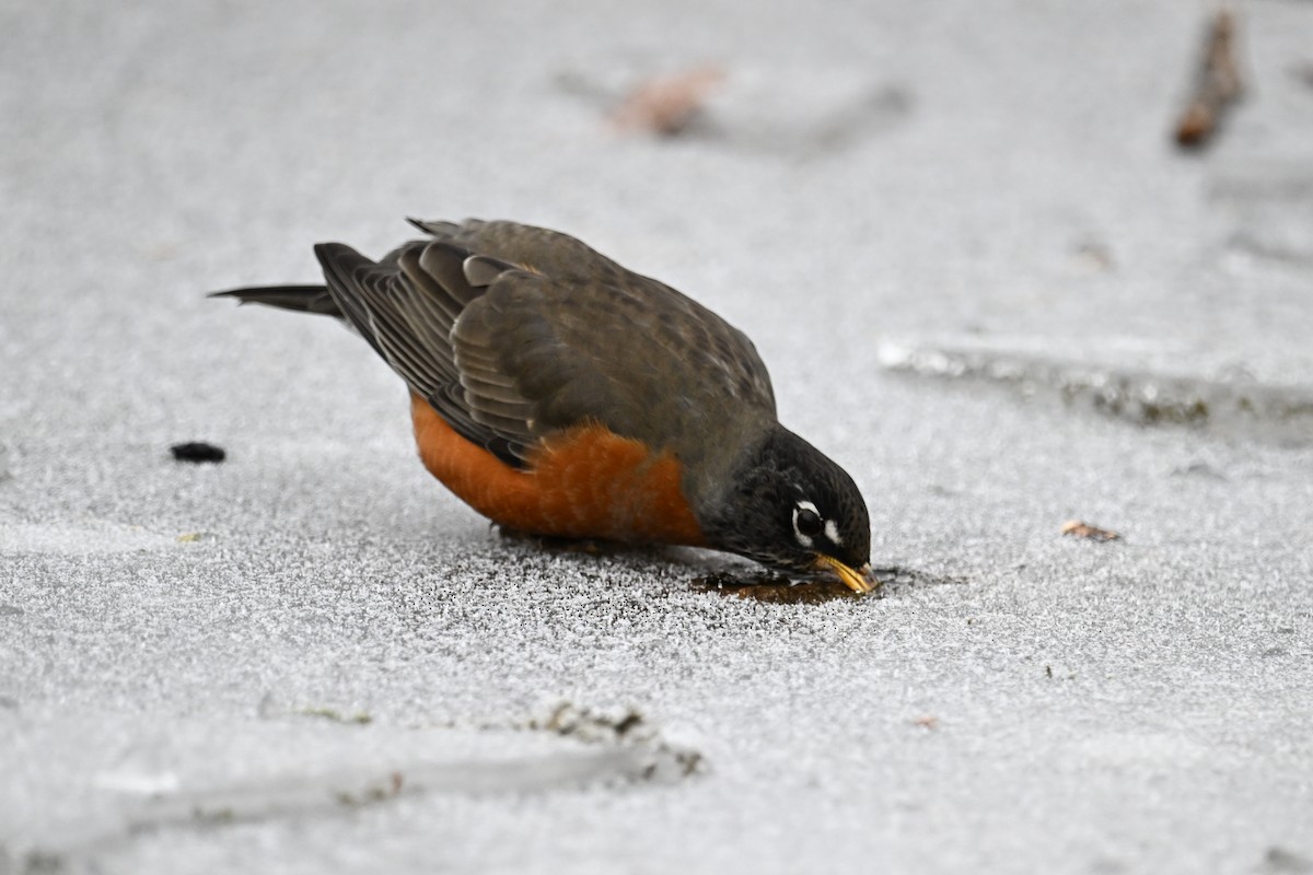 drozd stěhovavý - ML645968027