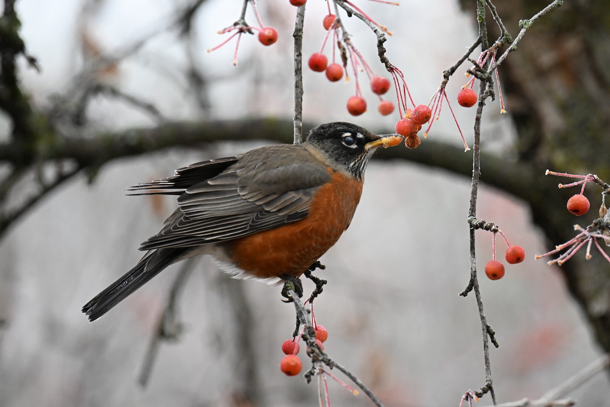 drozd stěhovavý - ML645968028