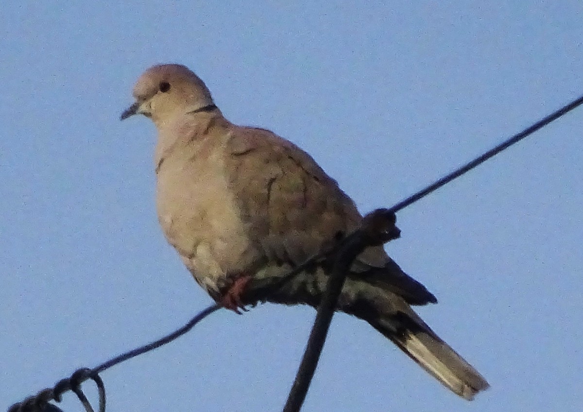 hrdlička zahradní - ML645968029