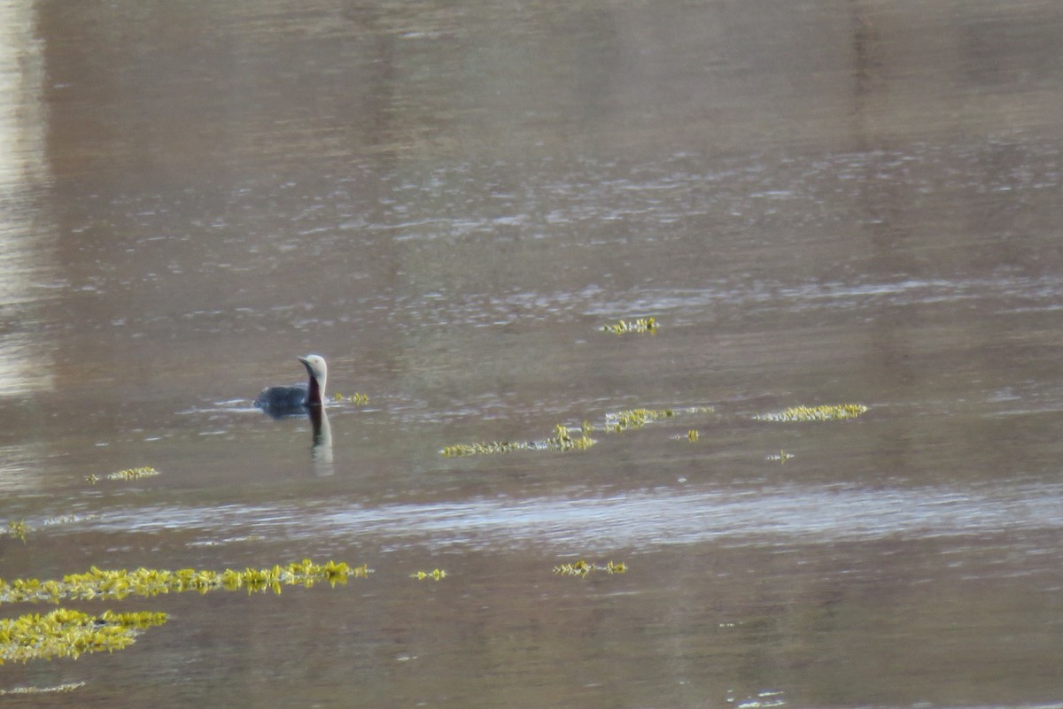 potáplice malá - ML645968030