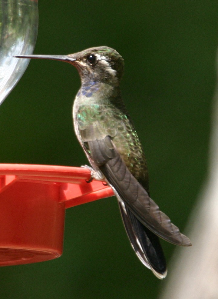 kolibřík blankytohrdlý - ML645968031