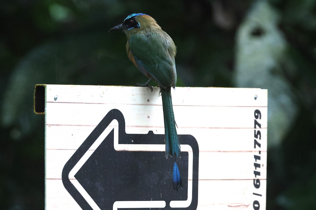 momot houkavý - ML645968032