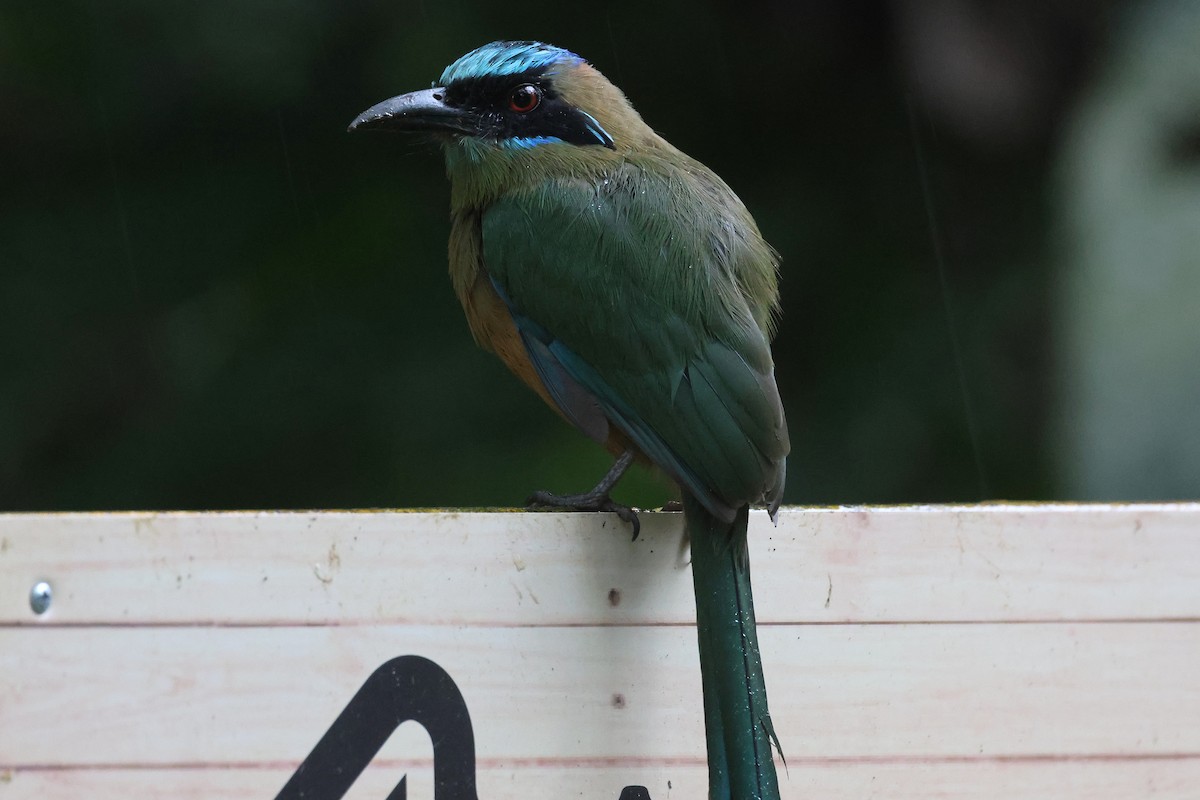 momot houkavý - ML645968033