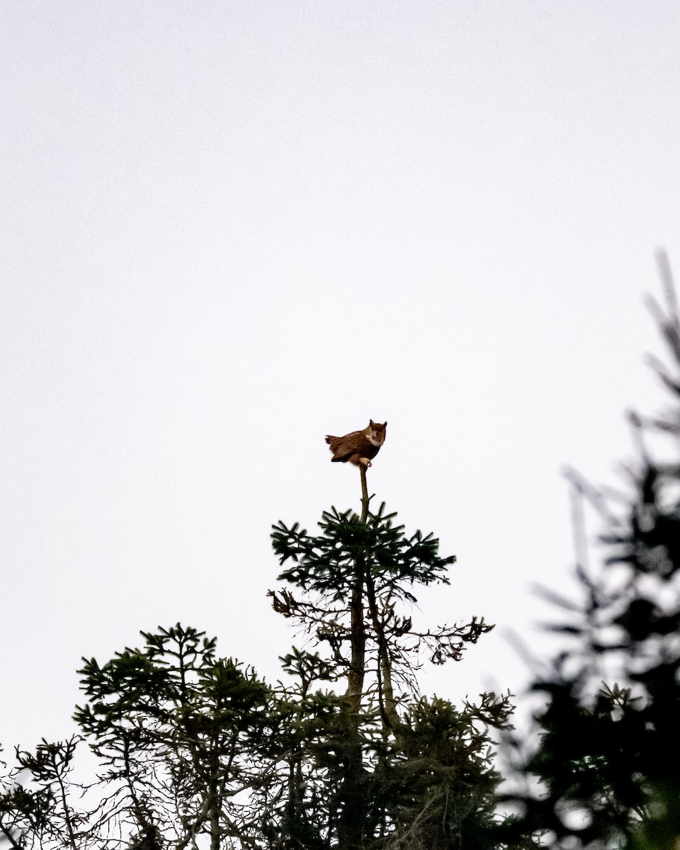 výr virginský - ML645968034