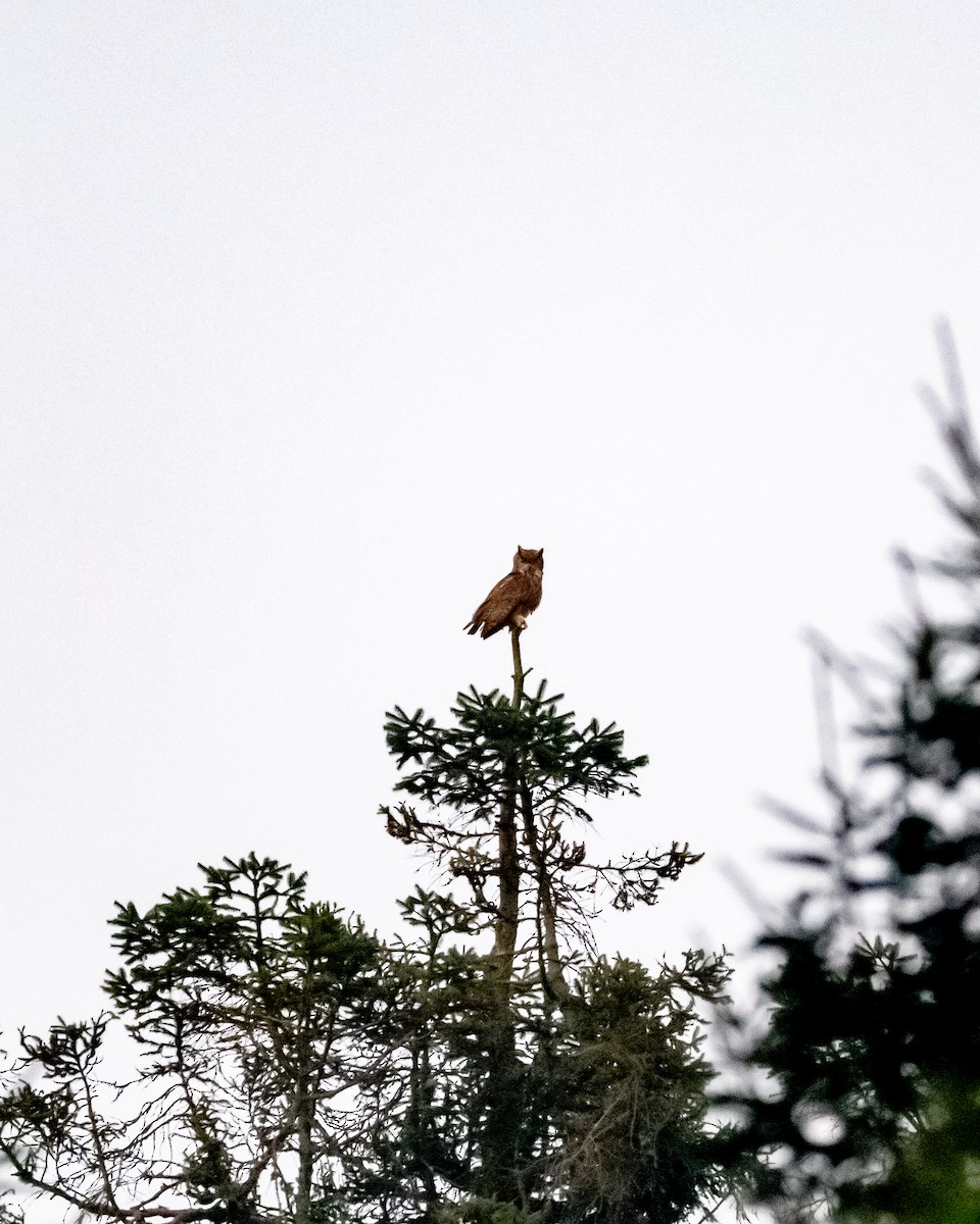 výr virginský - ML645968035