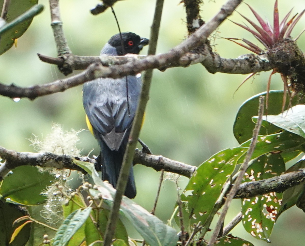 Hooded Mountain Tanager - ML645968037