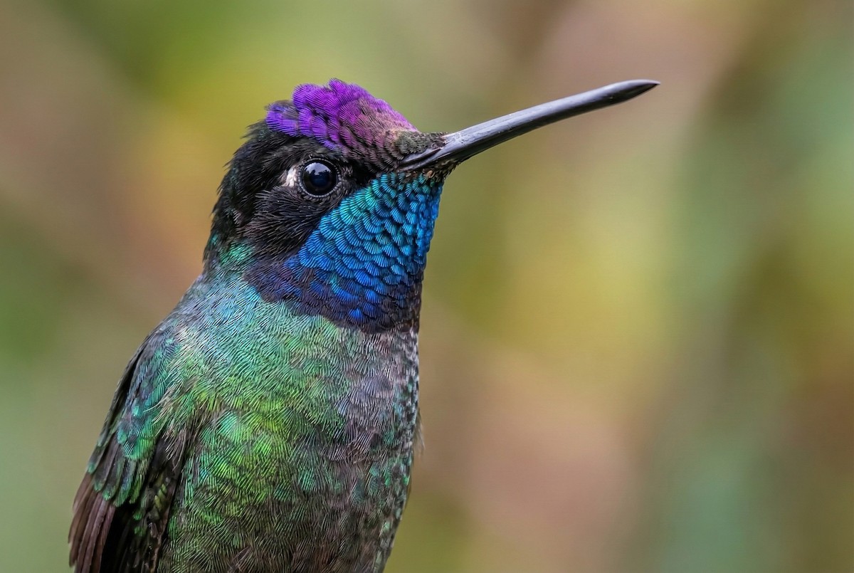 kolibřík talamancký - ML645968038