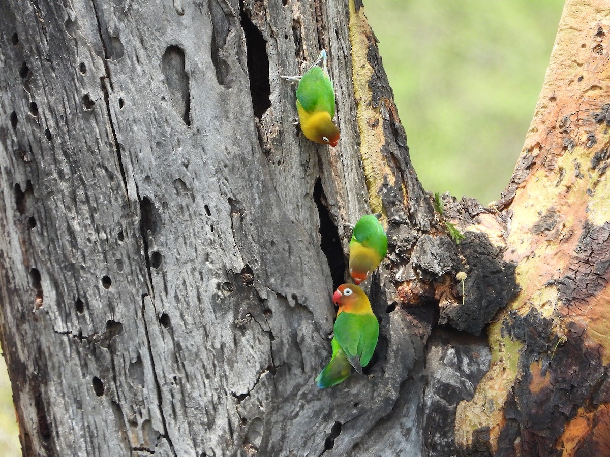 agapornis Fischerův x škraboškový (hybrid) - ML645968039