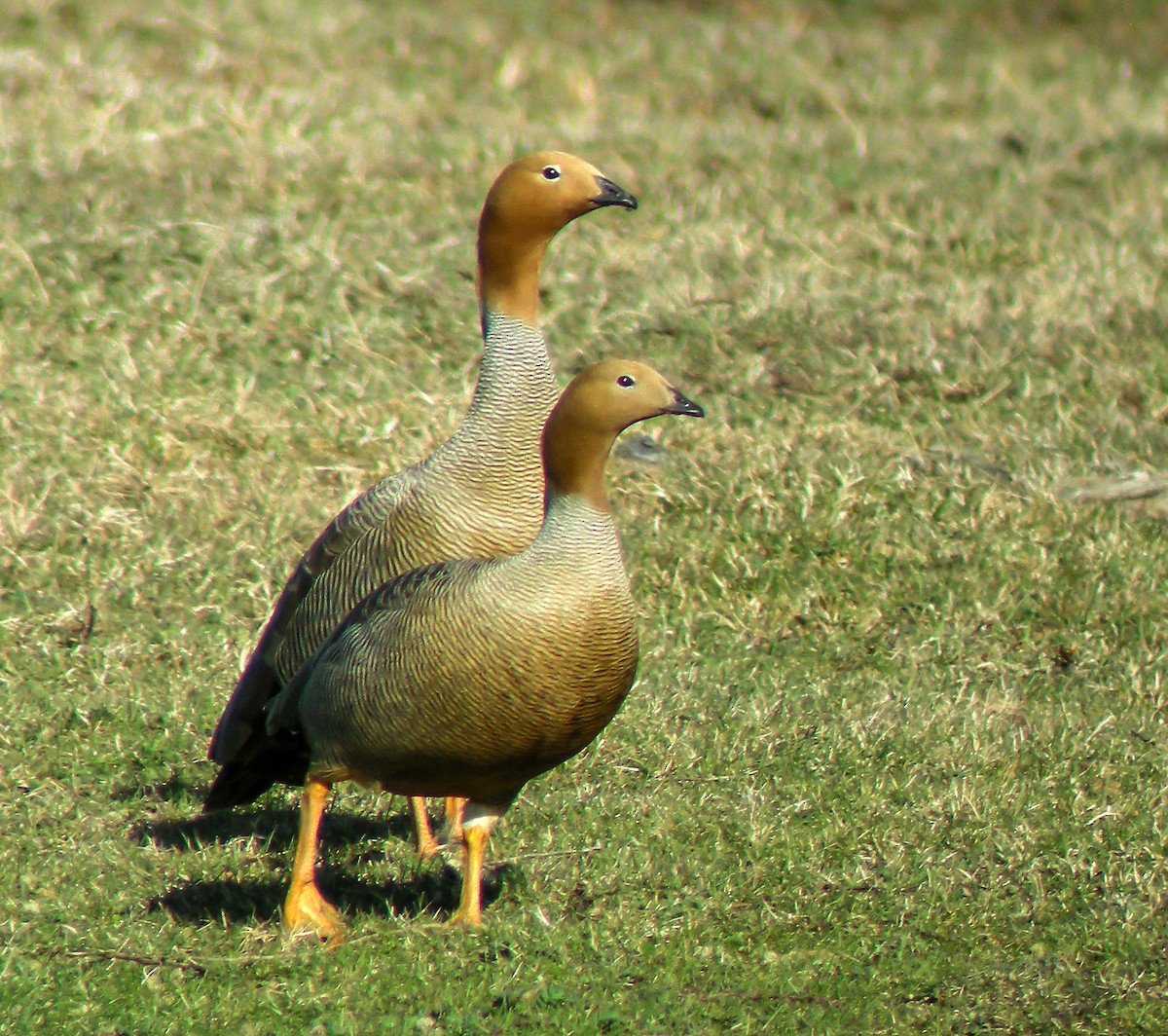 husice magellanská - ML645968041