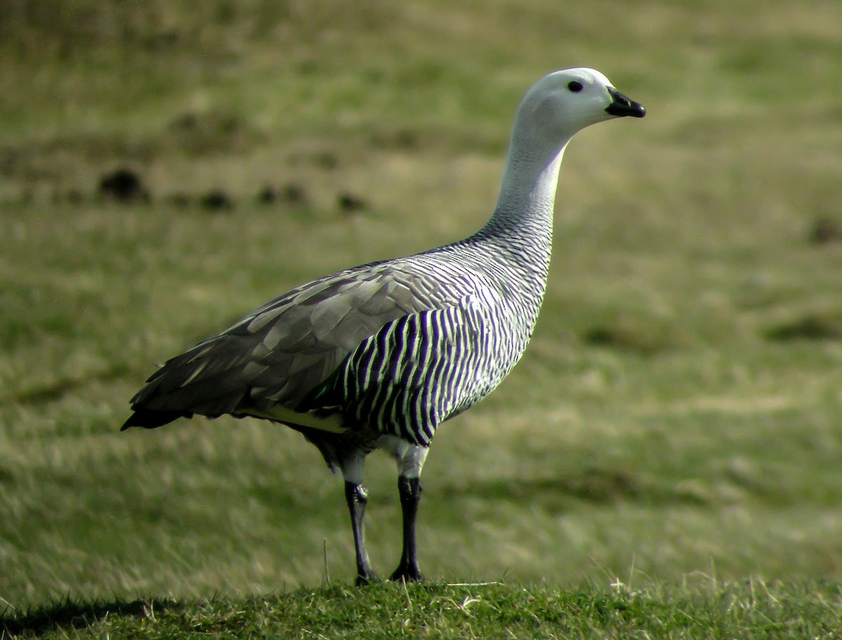 husice magellanská - ML645968042