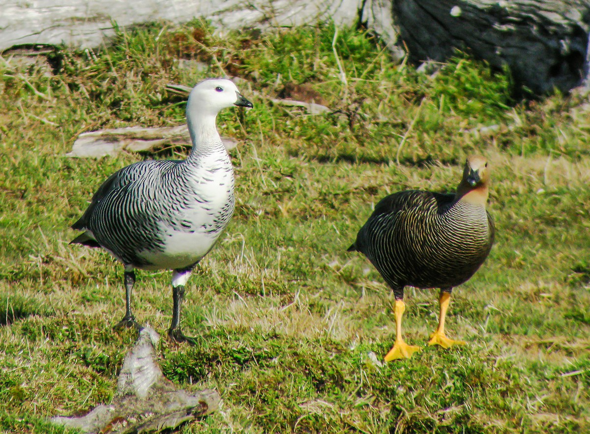 husice magellanská - ML645968043