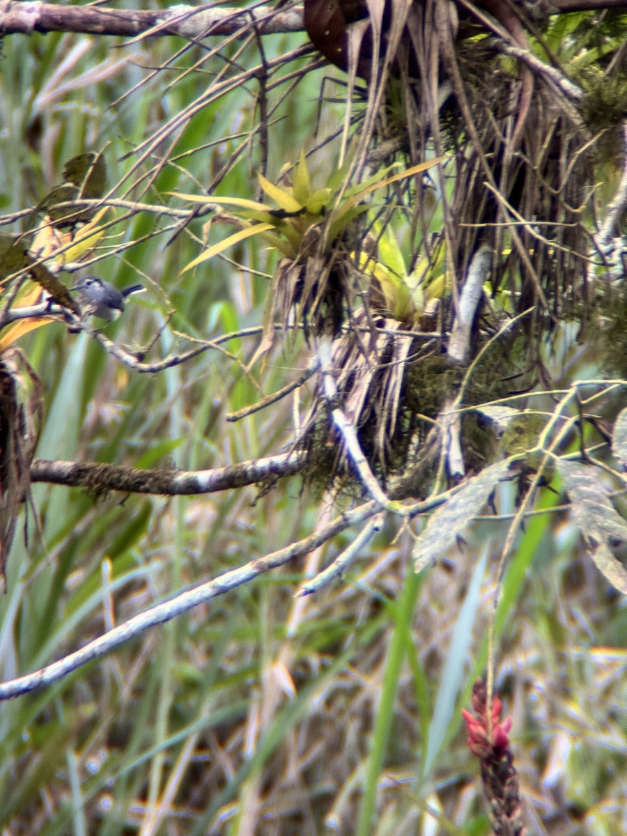 leskot bělolící - ML645968044