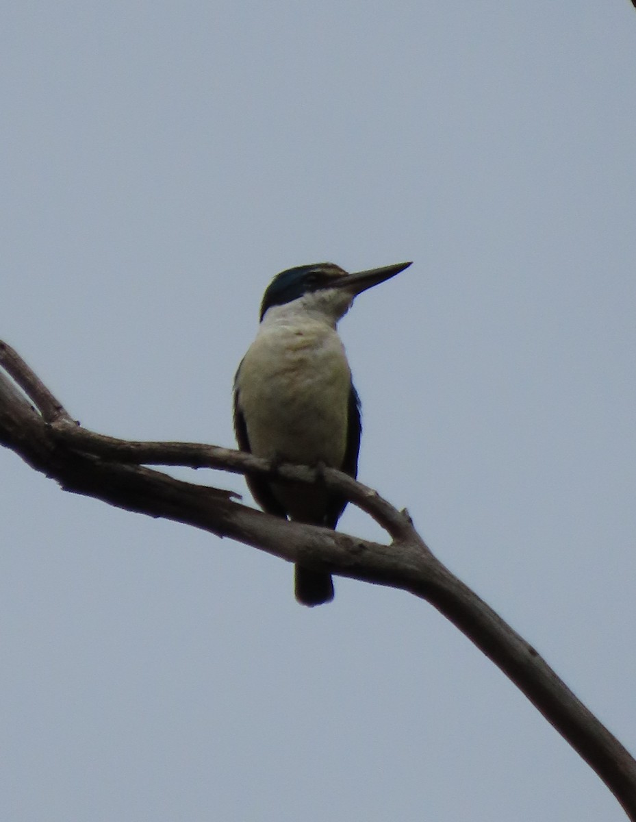 ledňáček posvátný - ML645968048