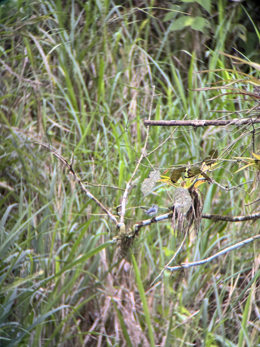 leskot bělolící - ML645968049