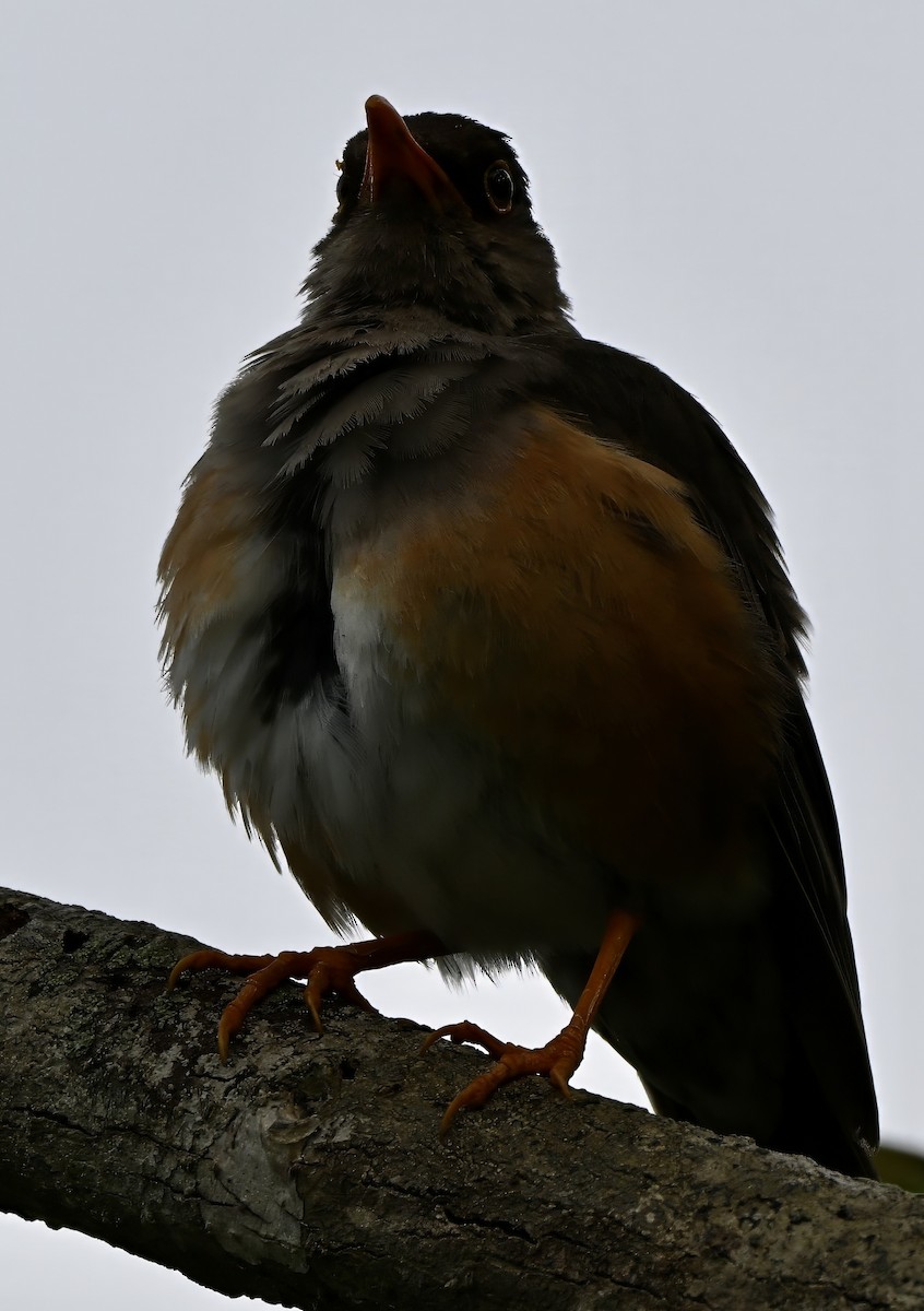 drozd vánoční - ML645968050