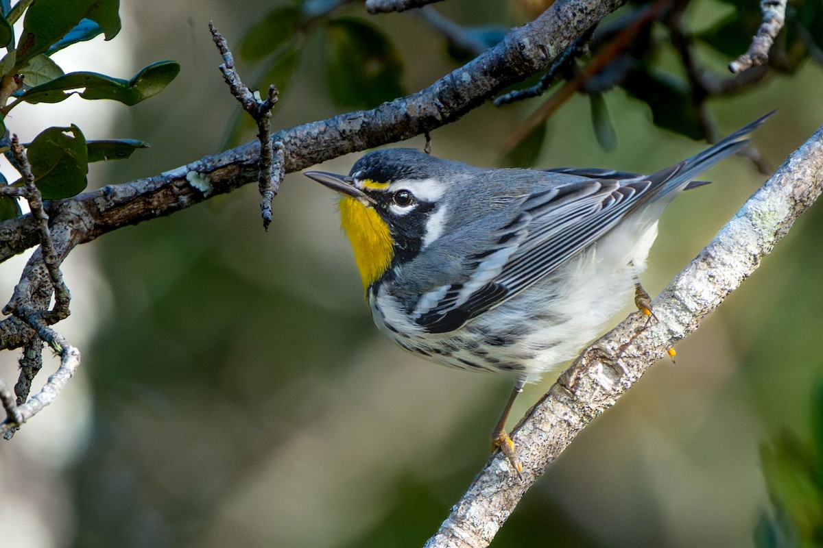 lesňáček zlatohrdlý - ML645968051