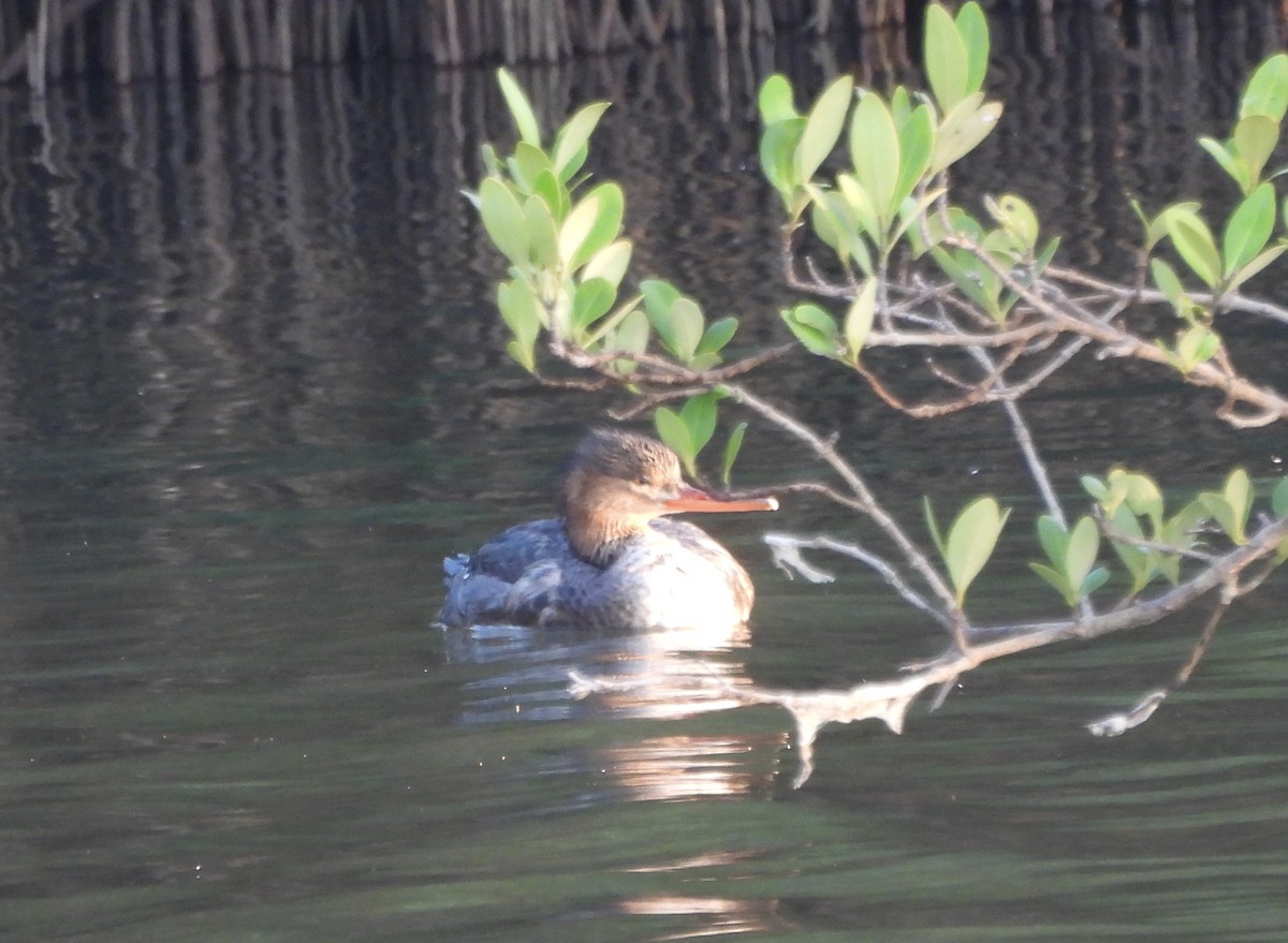 morčák prostřední - ML645968052