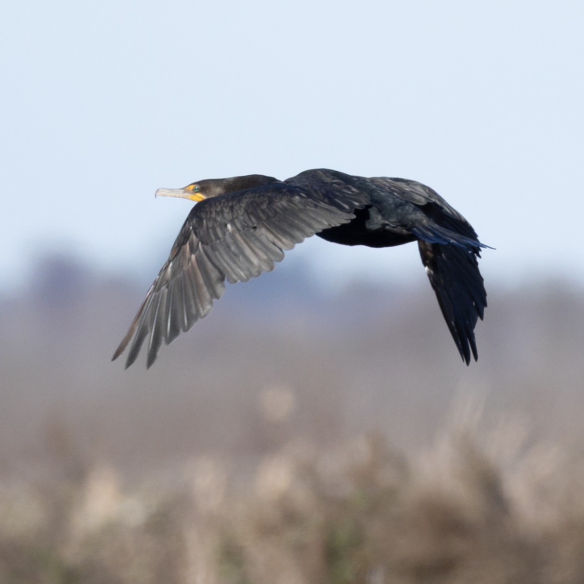 kormorán ušatý - ML645968053