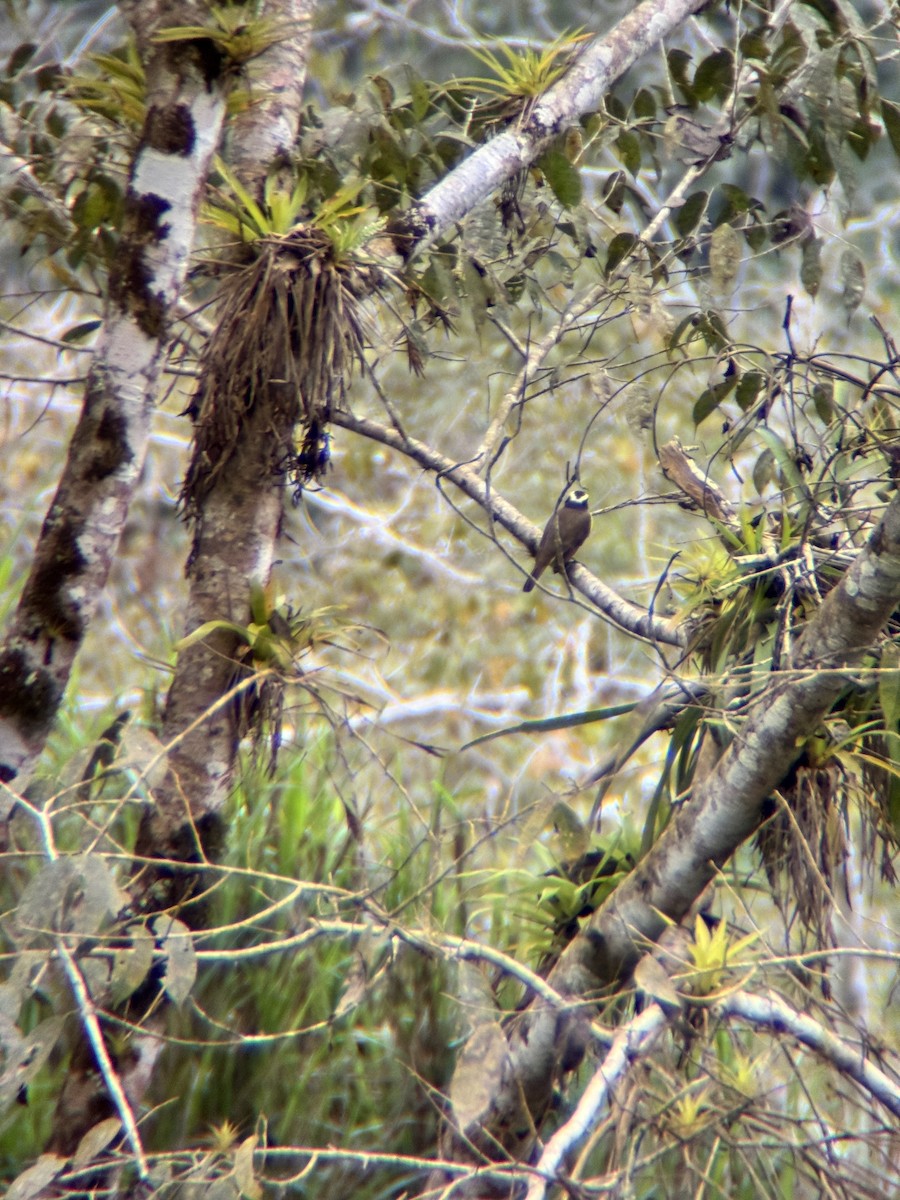 Boat-billed Flycatcher - ML645968054
