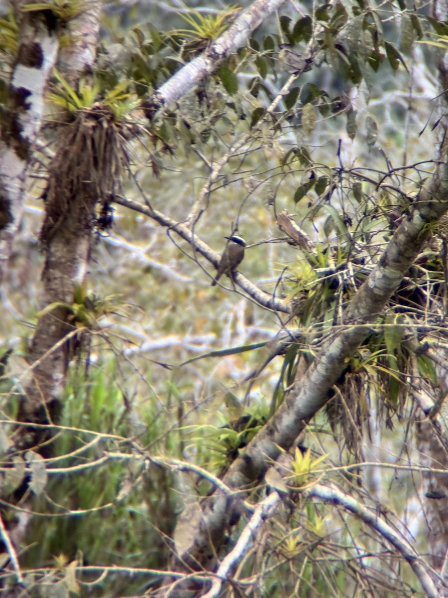Boat-billed Flycatcher - ML645968055