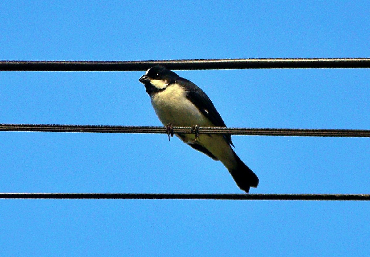 Lined Seedeater - ML645968057