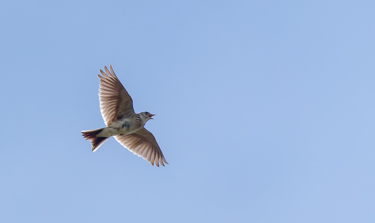 Eurasian Skylark - ML645968058