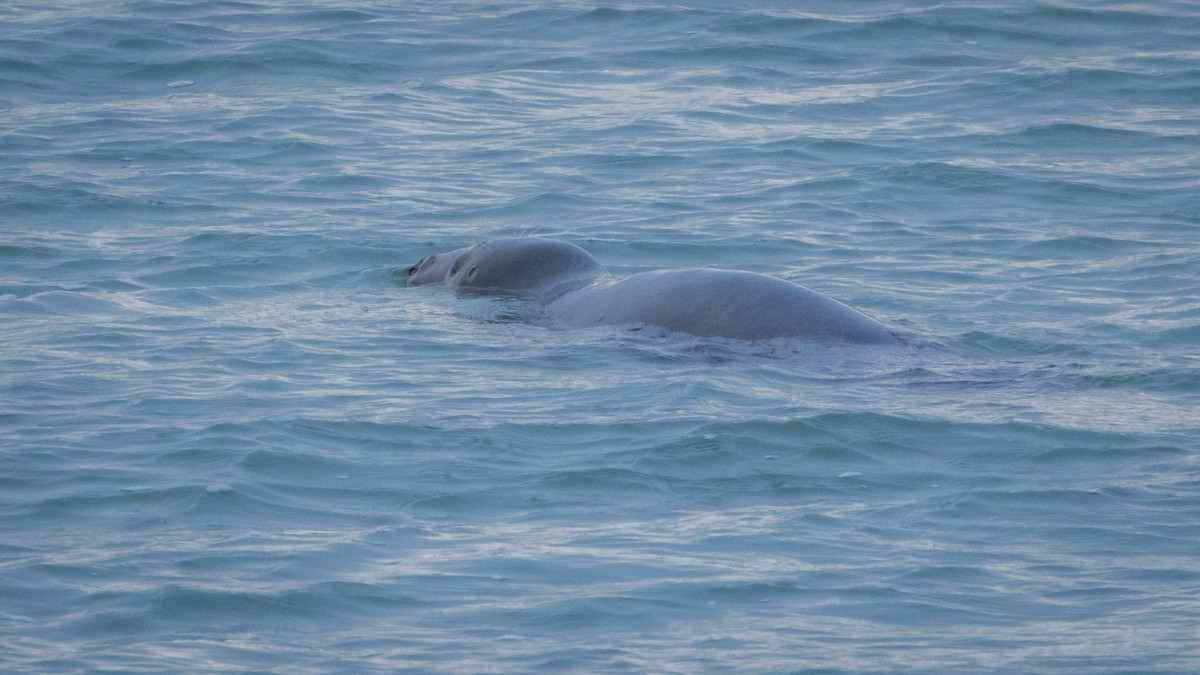 Atlantic Grey Seal - ML645968060
