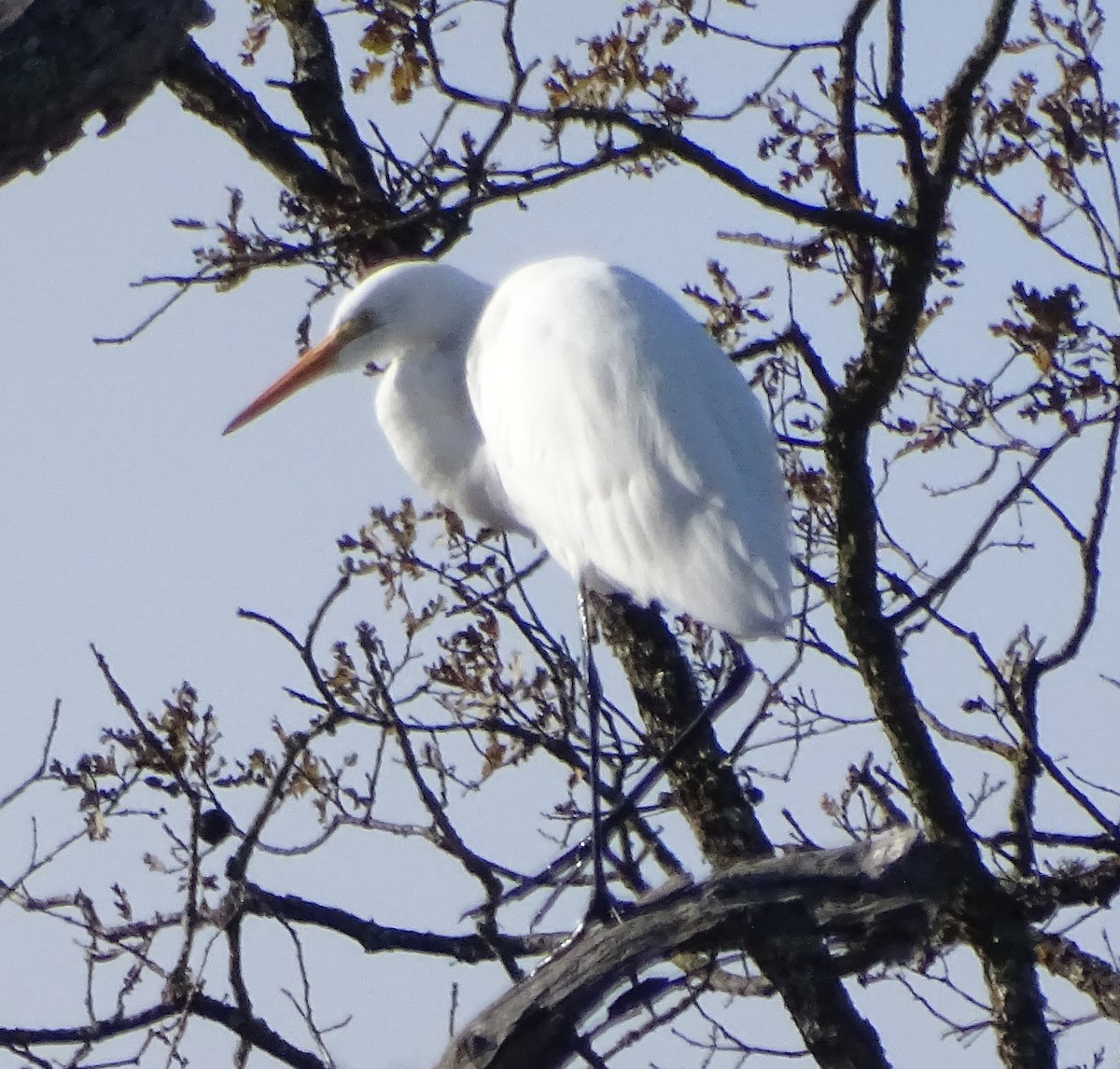 Koartza zuria - ML645968099