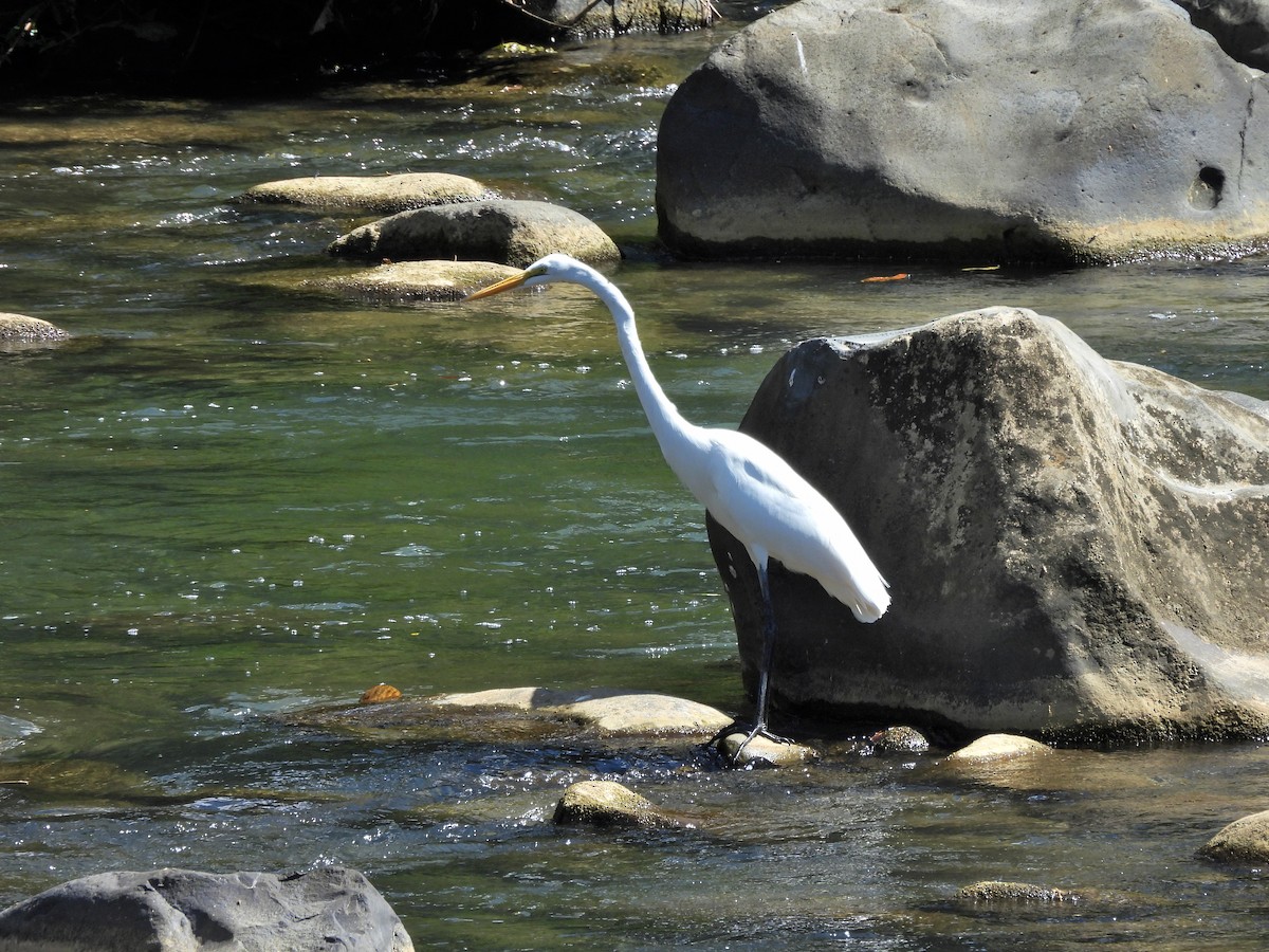 Koartza zuria - ML645968110