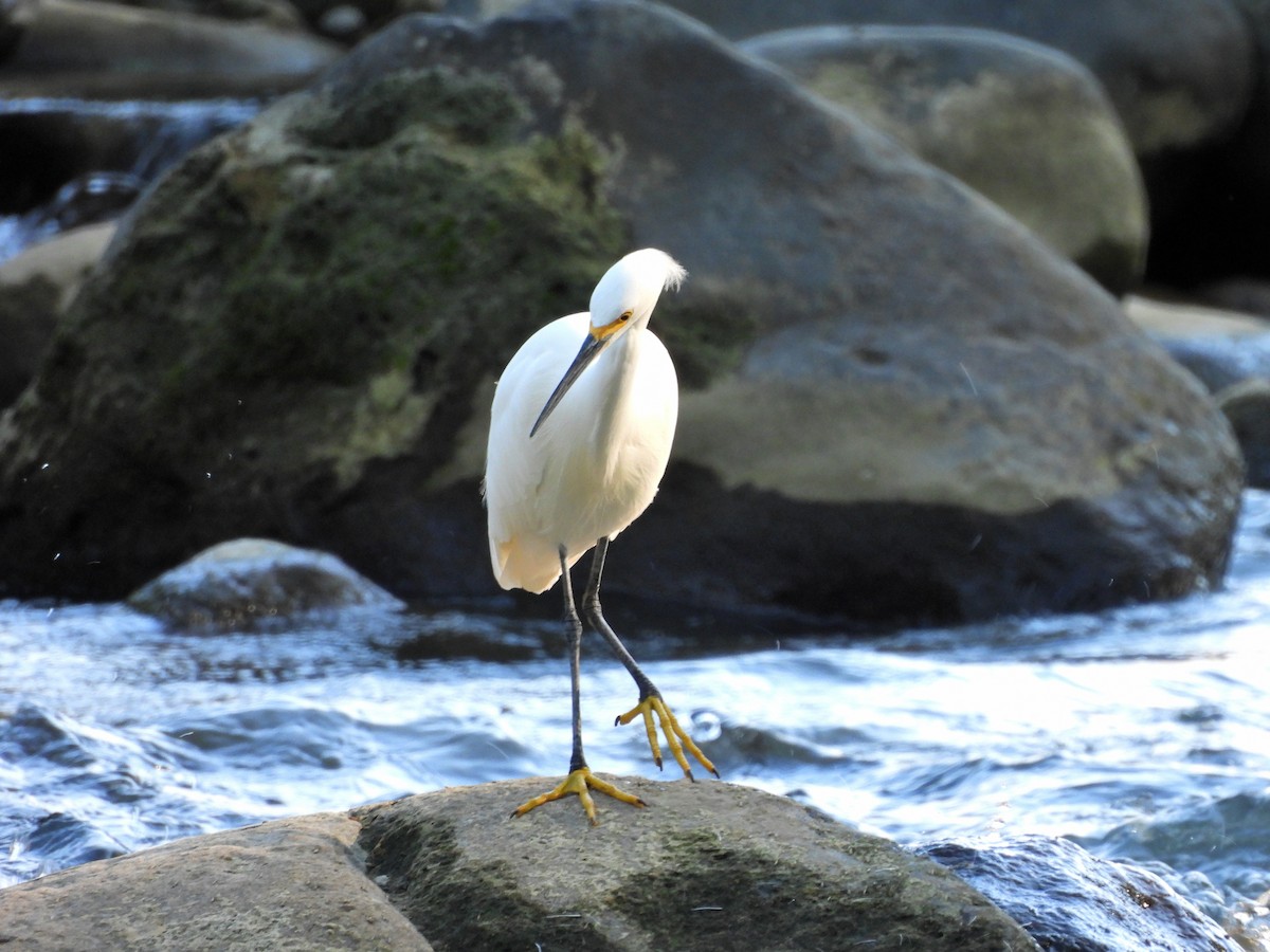 ユキコサギ - ML645968114