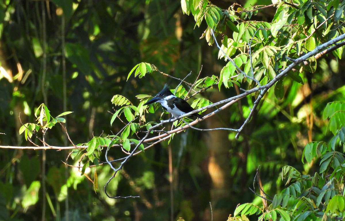 オオミドリヤマセミ - ML645968127