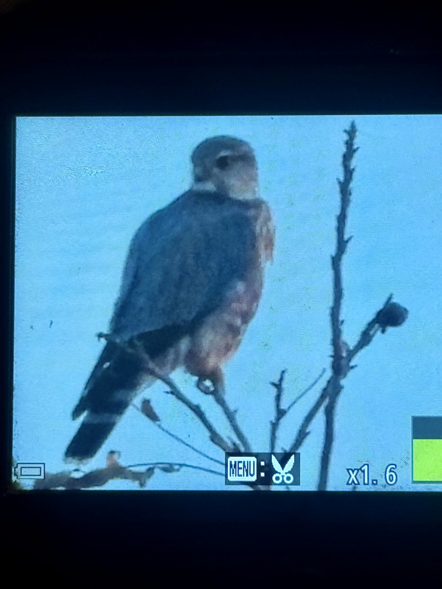 Merlin (Prairie) - ML645968131