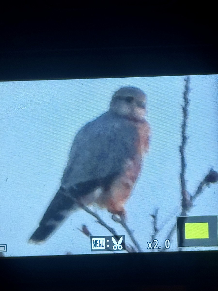 Merlin (Prairie) - ML645968132