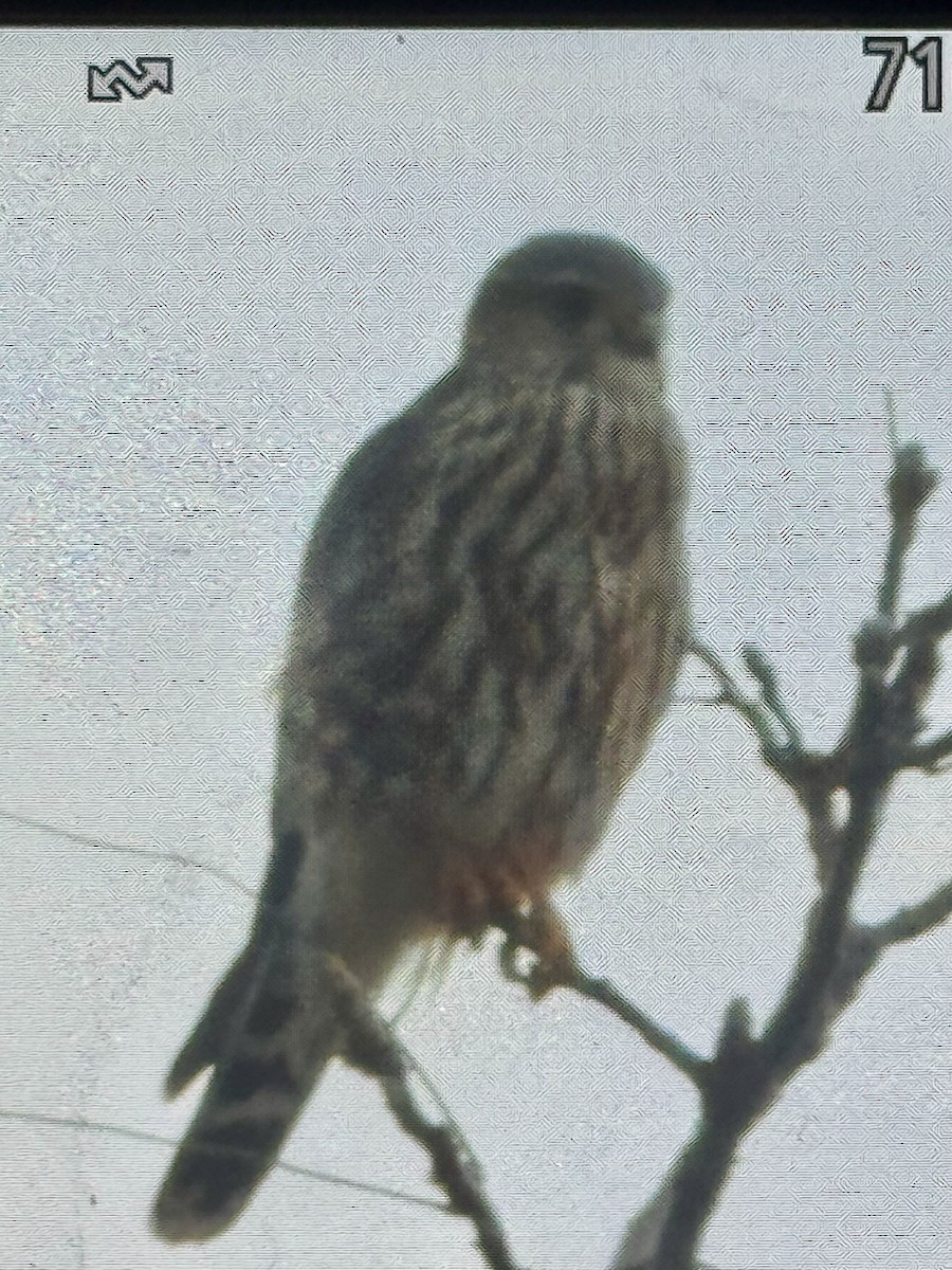 Merlin (Prairie) - ML645968133