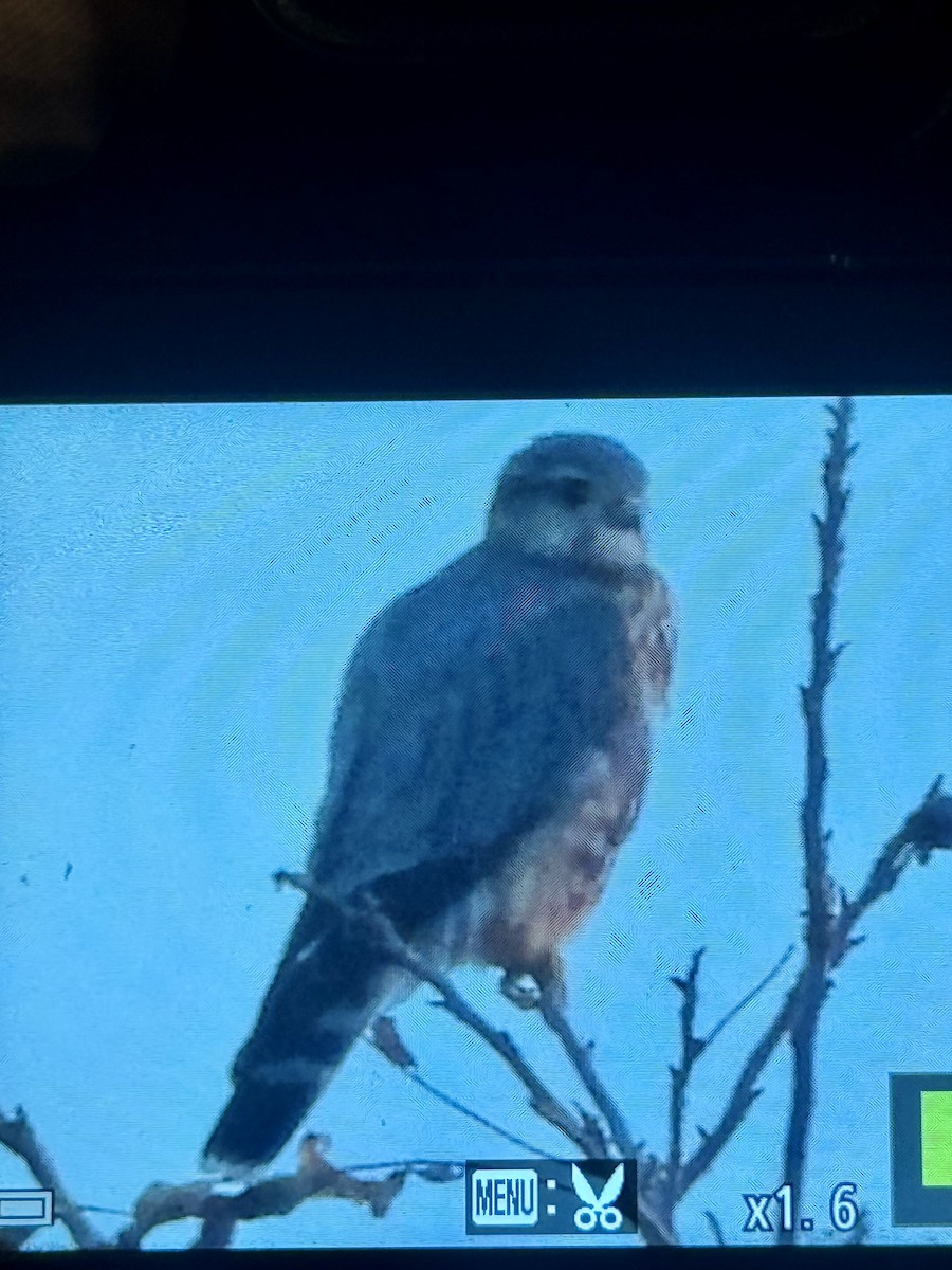 Merlin (Prairie) - ML645968134