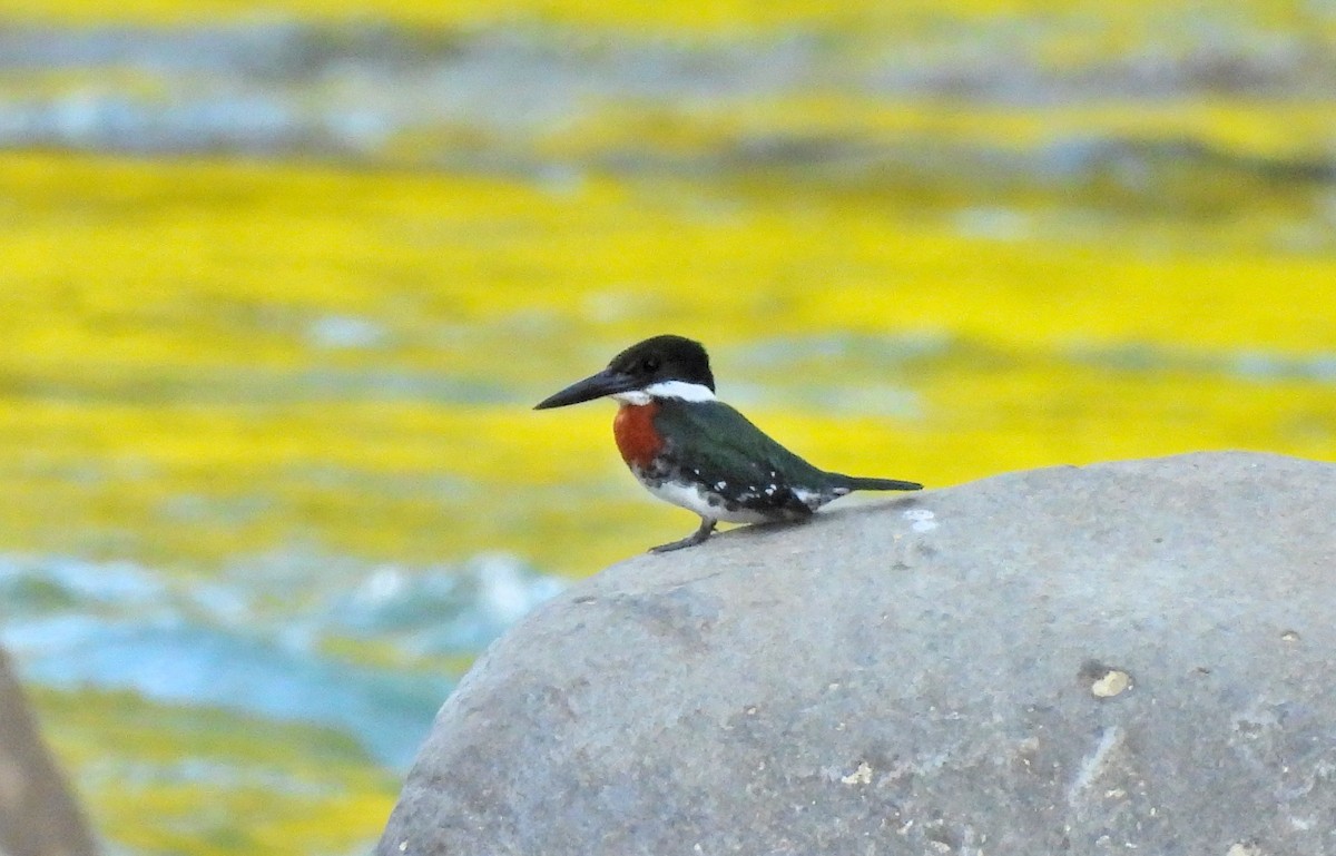 ミドリヤマセミ - ML645968135