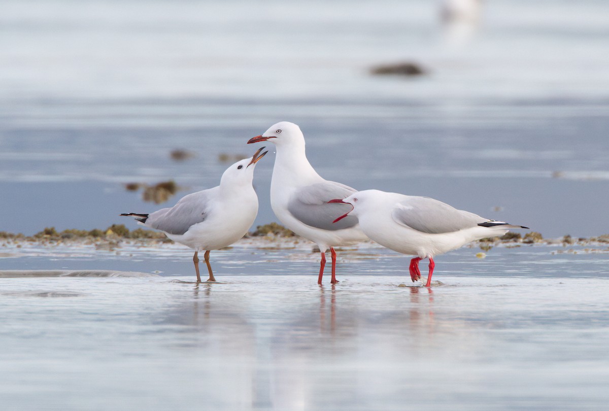 Silver Gull - ML645968137