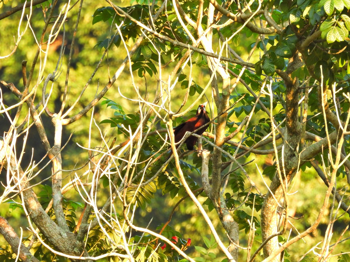 オオツリスドリ - ML645968139