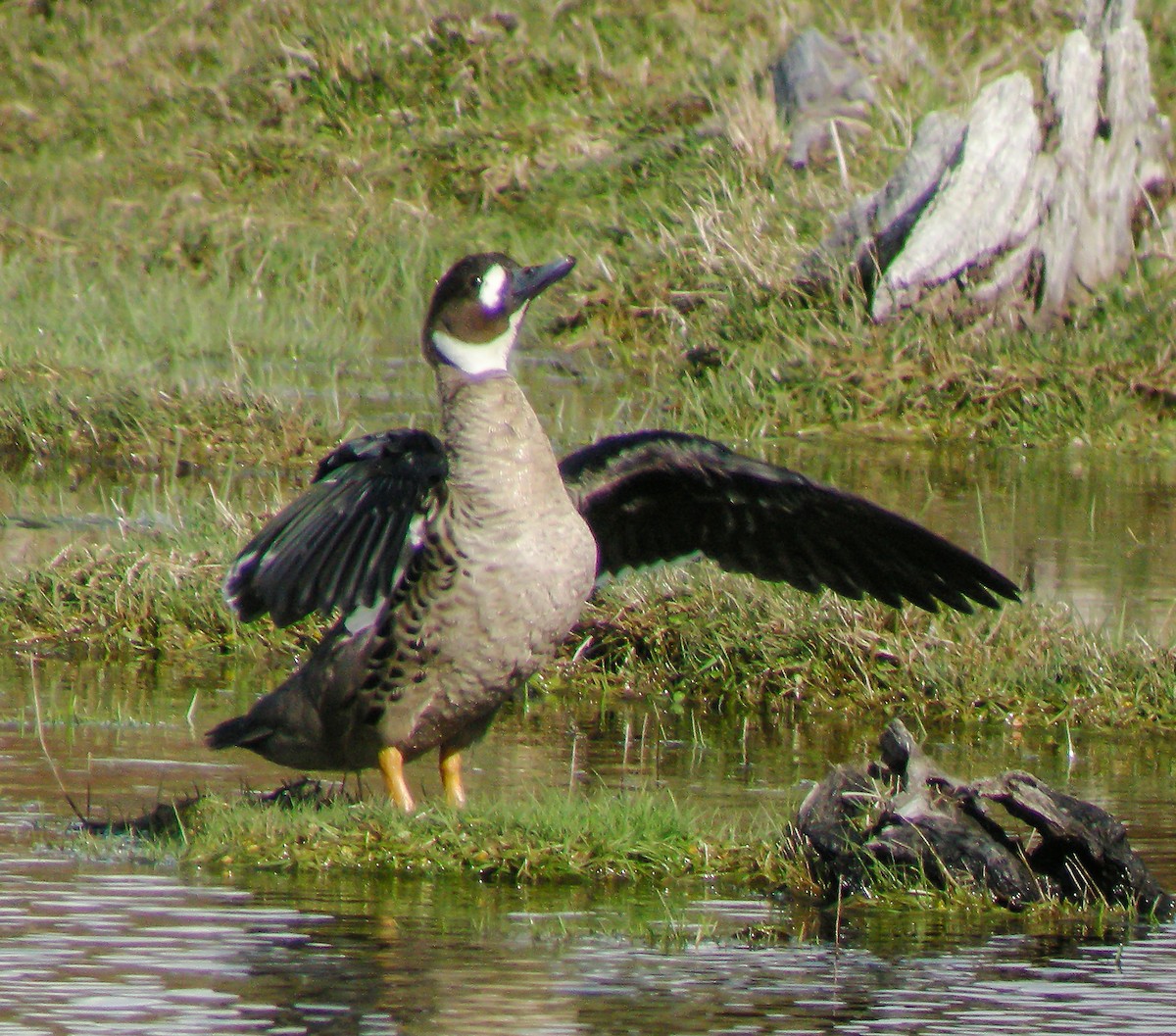 Kupferspiegelente - ML645968140