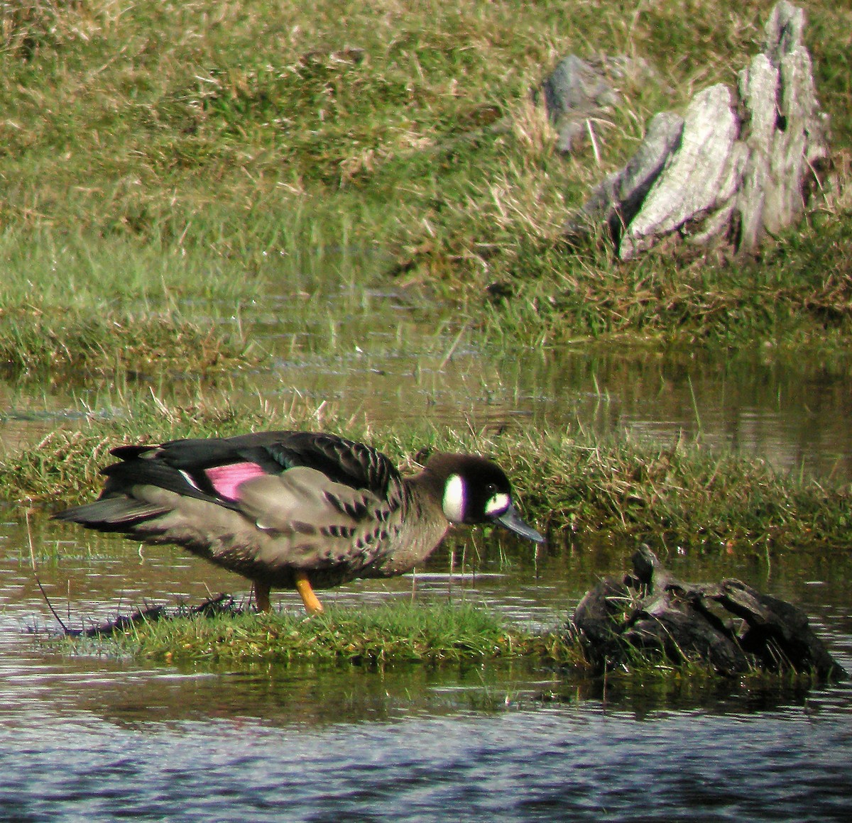 Kupferspiegelente - ML645968141