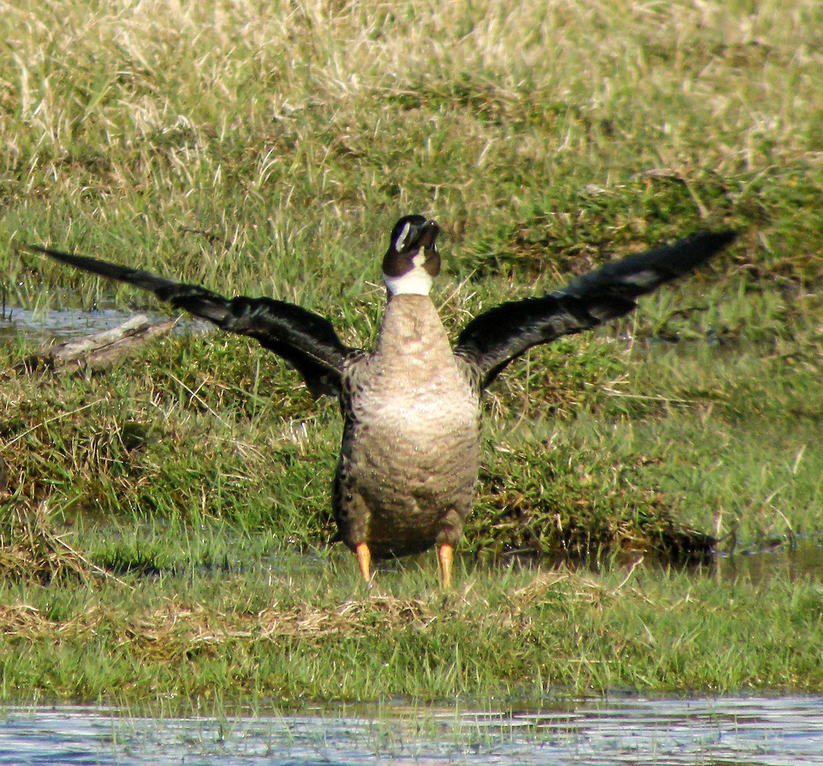 Kupferspiegelente - ML645968142