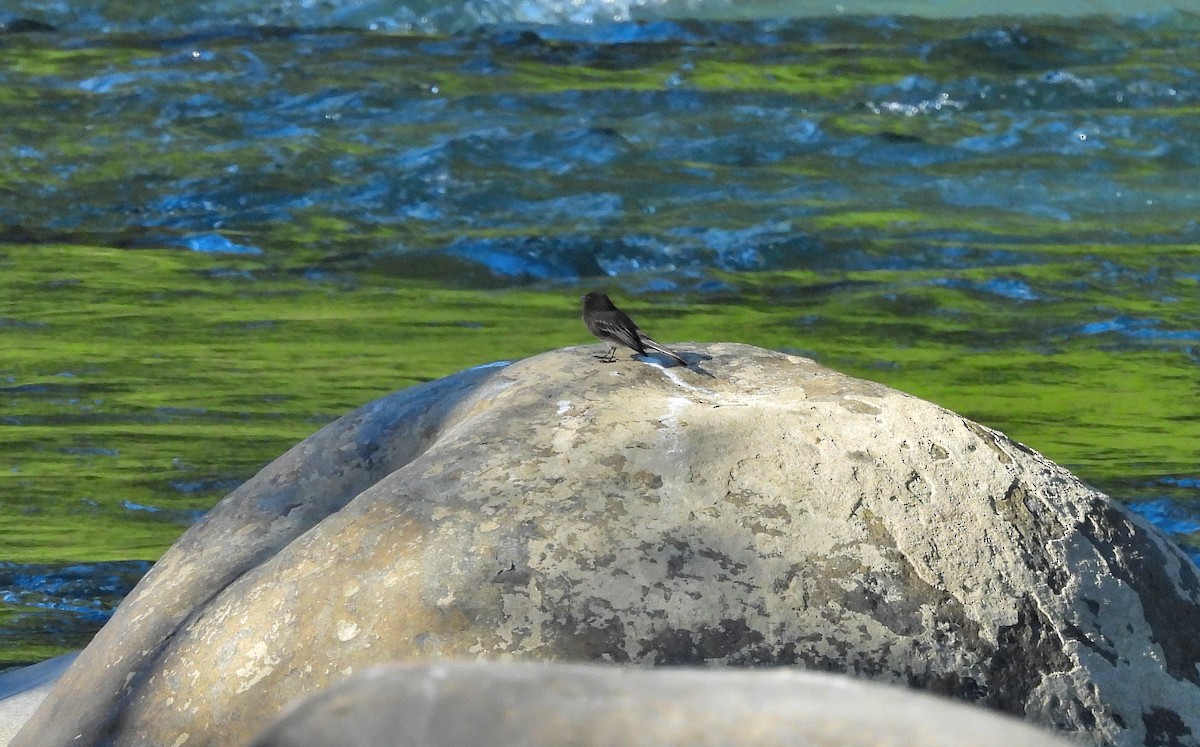 クロツキヒメハエトリ - ML645968144