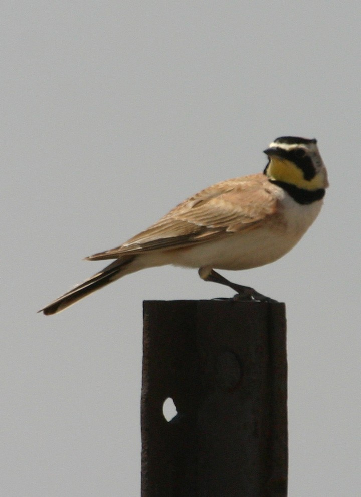 Alondra Cornuda - ML645968145