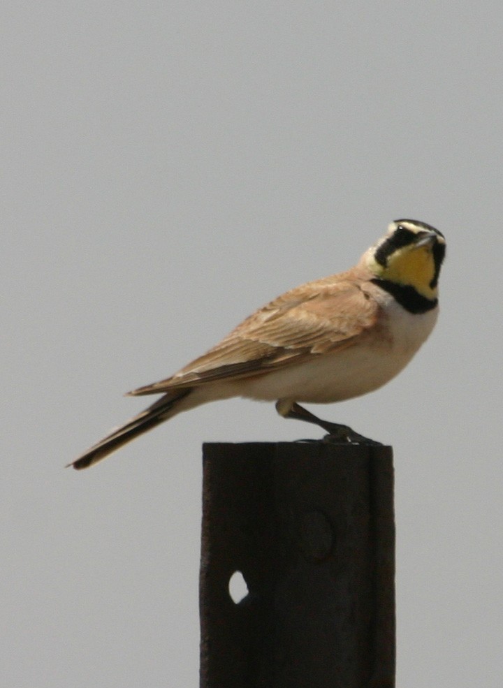 Alondra Cornuda - ML645968146