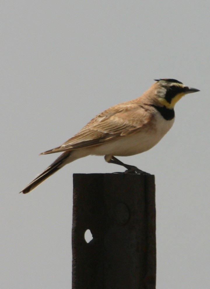 Alondra Cornuda - ML645968147